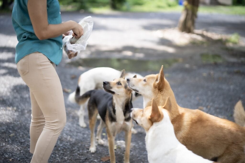 Tinerii, cei mai mari iubitori de animale: Peste 70% dintre puii de câini și pisici ajung la generațiile Millennials și Gen Z