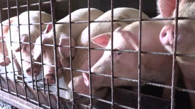 Porcul de Crăciun, mai scump și mai greu de găsit din cauza pestei porcine. Prețul pe un kilogram începe de la 22 de lei